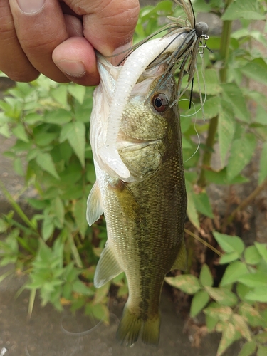 ラージマウスバスの釣果