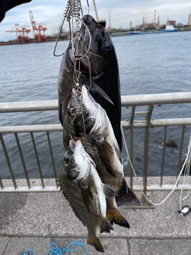 メジナの釣果