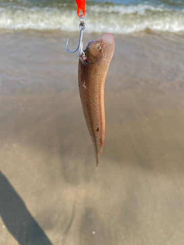 シタビラメの釣果