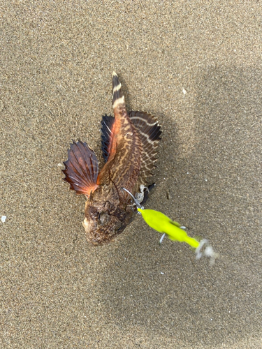 ワタリガニの釣果