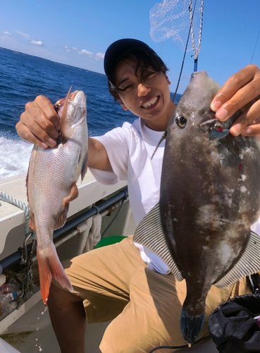 ウマヅラハギの釣果