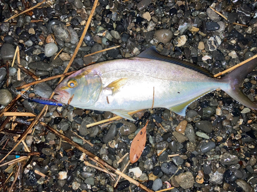 ショゴの釣果