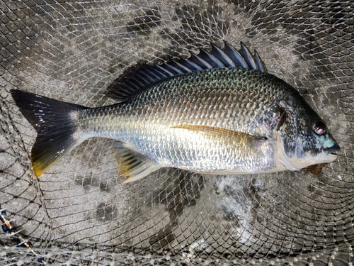 キビレの釣果