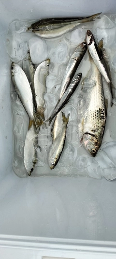 コノシロの釣果