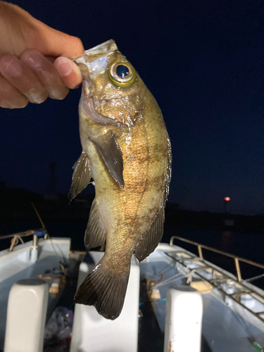 メバルの釣果