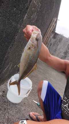 カンパチの釣果