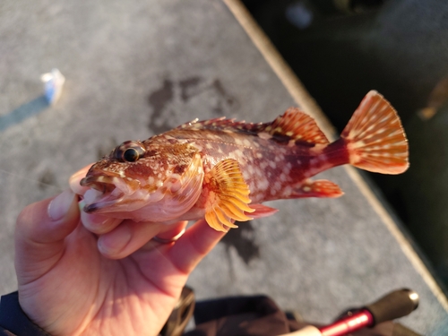 カサゴの釣果