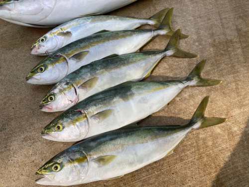 ツバスの釣果