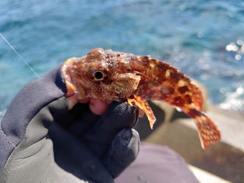 カサゴの釣果