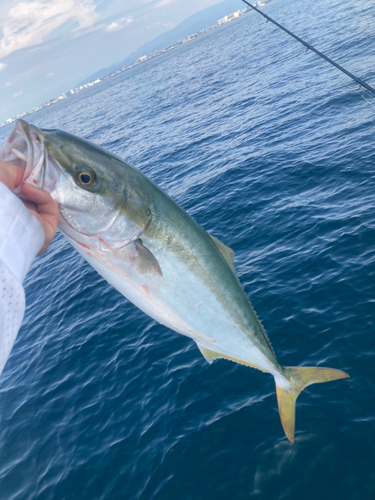 メジロの釣果