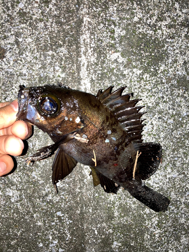 メバルの釣果