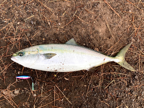 イナダの釣果