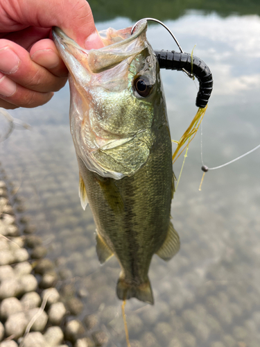 ラージマウスバスの釣果