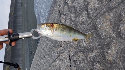 コノシロの釣果