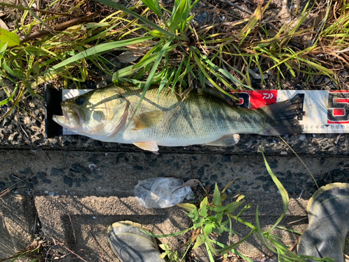 ブラックバスの釣果