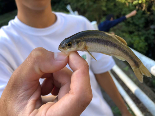 アブラハヤの釣果