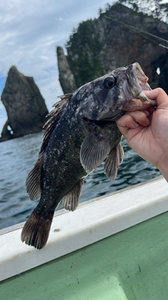 クロソイの釣果