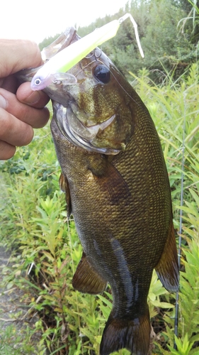 スモールマウスバスの釣果