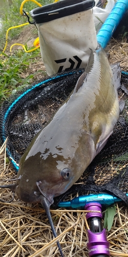 ナマズの釣果