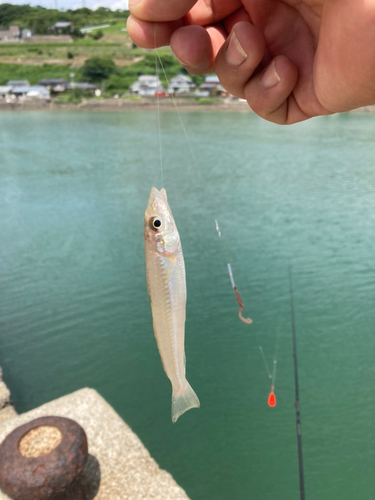 キスの釣果