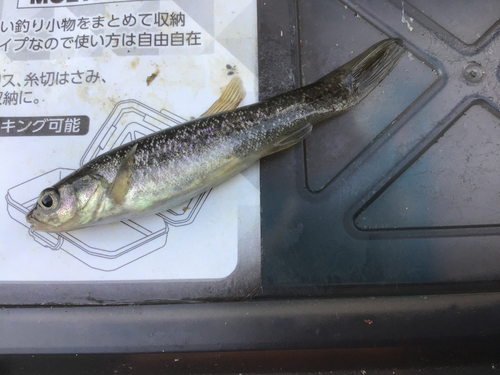 タカハヤの釣果