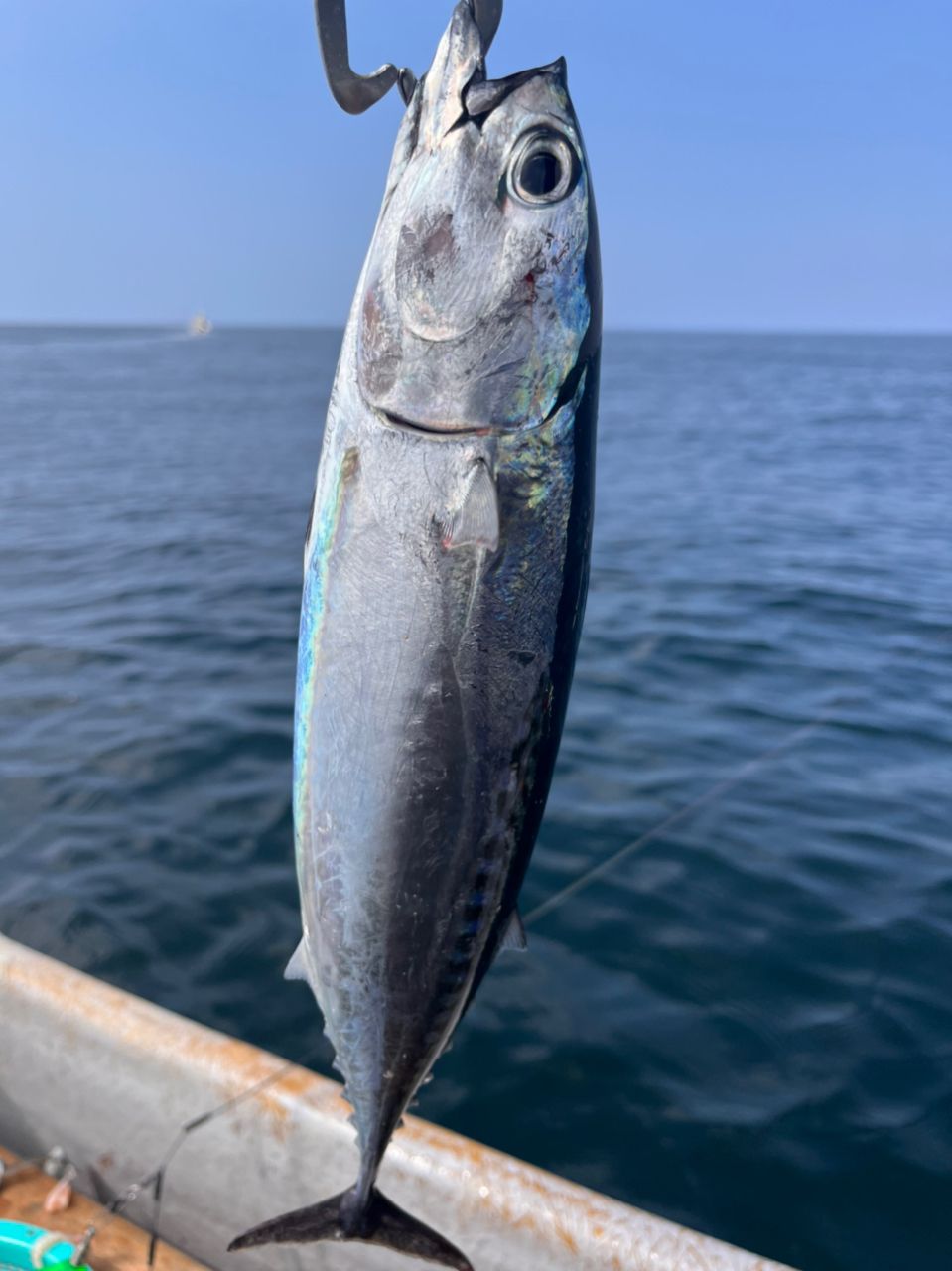 あや🐟さんの釣果 2枚目の画像