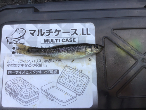 タカハヤの釣果