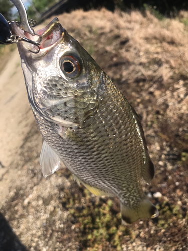 ジャングルパーチの釣果