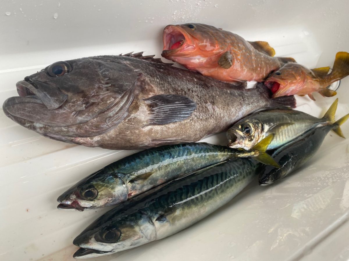 オヤジ釣り師Jさんの釣果 2枚目の画像