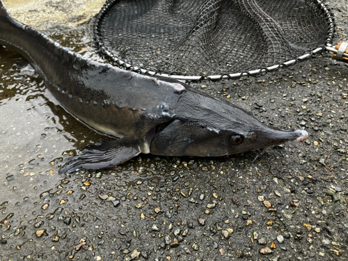 チョウザメの釣果