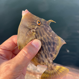 ラジオロ爺の釣果