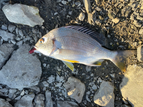 キビレの釣果