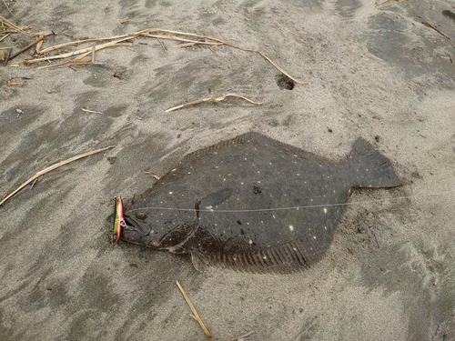 ヒラメの釣果