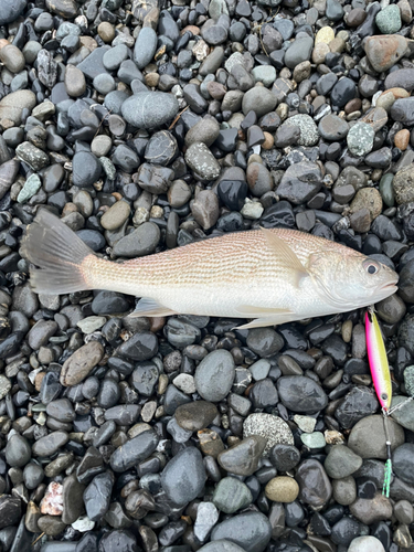 イシモチの釣果