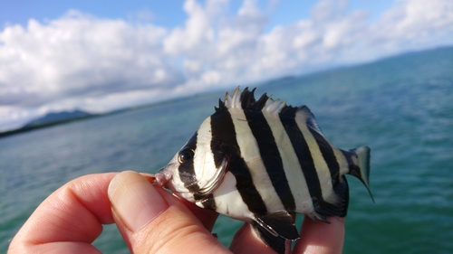 サンバソウの釣果