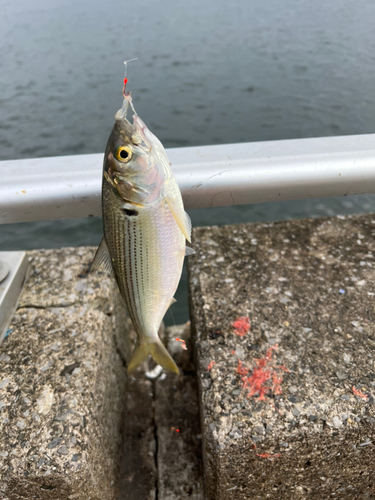 カタクチイワシの釣果