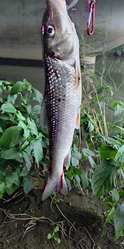 ニゴイの釣果