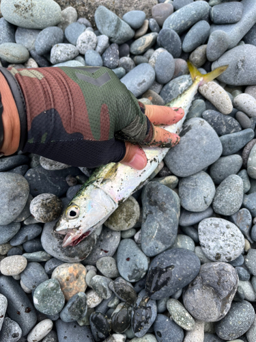 サバの釣果