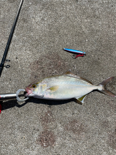 ショッコの釣果