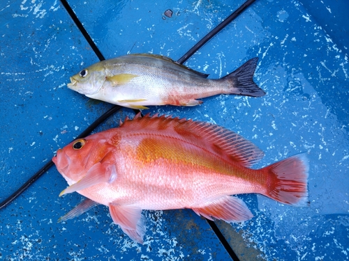 アカイサキの釣果