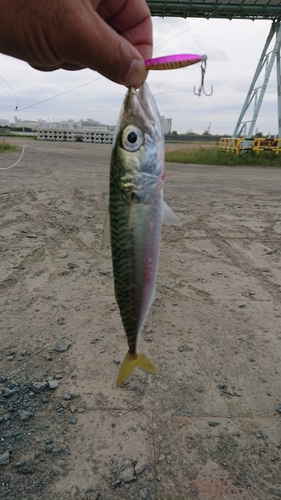 サバの釣果