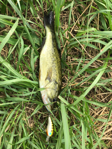 ブラックバスの釣果