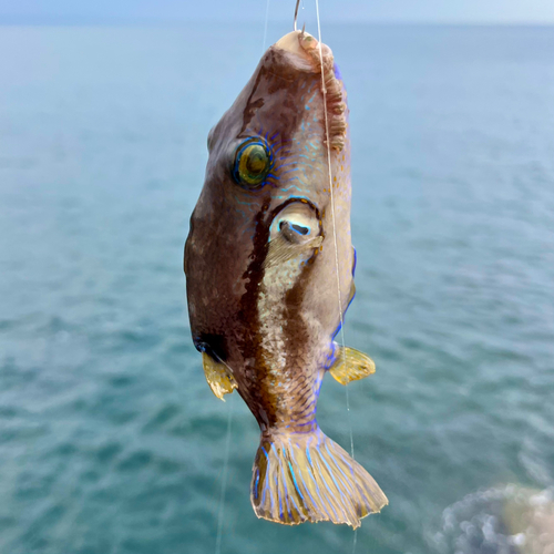 キタマクラの釣果