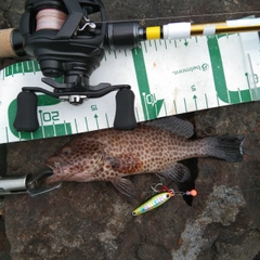 オオモンハタの釣果