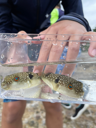 クサフグの釣果