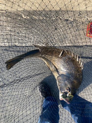 チヌの釣果