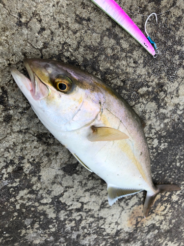 ショゴの釣果