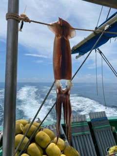 スルメイカの釣果