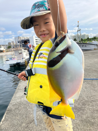 ヒメアイゴの釣果