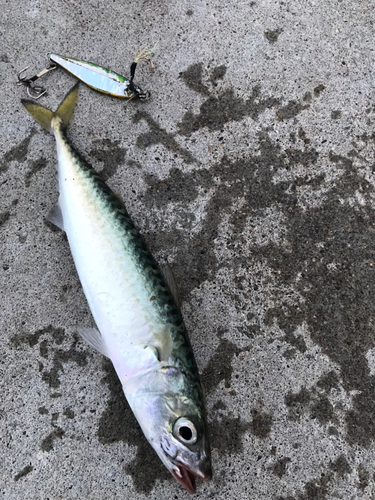 サバの釣果